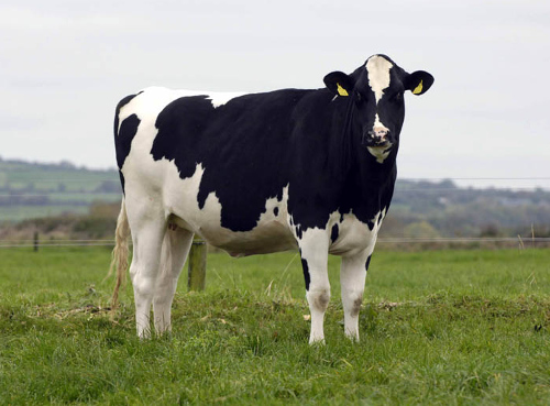 ../../../_images/cow.jpg